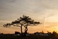 Pine tree at dusk Royalty Free Stock Photo