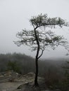 Lone Tree on the Edge of a Tennessee Bluff