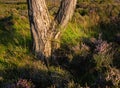 Scots Pine trunk details, growing in heather