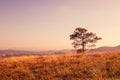 Lone pine tree on a hill covered with grass Royalty Free Stock Photo
