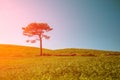 Lone pine tree on a hill covered with green grass Royalty Free Stock Photo