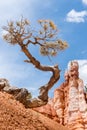 Lone pine tree with the hoodoos in the background. Royalty Free Stock Photo