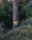 Lone pine tree in an indigenous forest Royalty Free Stock Photo