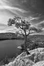 Lone Pine Tree, Killarney Provincial Park, Ontario Royalty Free Stock Photo