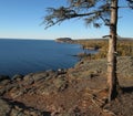 Lone Pine Tree on Lake Superior Royalty Free Stock Photo