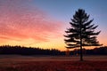 a lone pine tree in the middle of a field Royalty Free Stock Photo