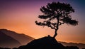 a lone pine tree on a mountain top at sunset or dawn. Royalty Free Stock Photo