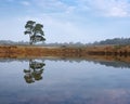 Lone pine tree reflected in water of pond on the heath near zeist in holland Royalty Free Stock Photo