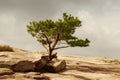 A lone pine tree on a rocky ground Royalty Free Stock Photo