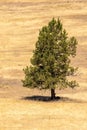 A lone pine tree on yellow and brown grass hillside