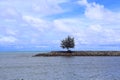 A lone pine tree sits on a breakwater in the middle of the sea, near the shore.