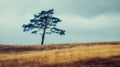 Lone pine tree standing on a golden hill under a dramatic cloudy sky, symbolizing solitude and resilience Royalty Free Stock Photo