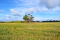 A lone pine tree stands in the field. Sunny day, yellow and green grass Royalty Free Stock Photo