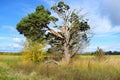 A lone pine tree stands in the field. Sunny day, yellow and green grass Royalty Free Stock Photo