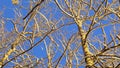 Lone pine tree stands starkly against a winter clear blue sky Royalty Free Stock Photo