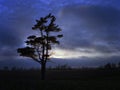 Lone Pine Tree at Sunset Royalty Free Stock Photo