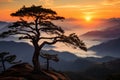 a lone pine tree on top of a mountain at sunset Royalty Free Stock Photo