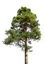 Lone pine tree on white Royalty Free Stock Photo