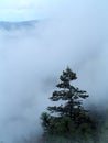 A lone pine trees stands above fast moving fog that is rising up the steep ridge of the Mogollon Rim