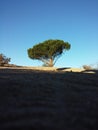 The Lone Pine Royalty Free Stock Photo