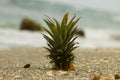 Lone Pineapple on Beach