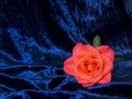 A lone pink rose on a satin blue background. Royalty Free Stock Photo