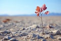 a lone plant growing in a barren desert