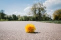 A lone plucked a yellow dandelion lying on the pavement, torn thrown flowers