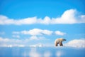 lone polar bear against blue arctic skies Royalty Free Stock Photo