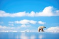 lone polar bear against blue arctic skies