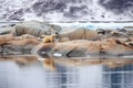 a lone polar bear on a shrinking ice island