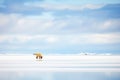 lone polar bear walking across ice floe