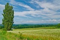 Lone poplar tree amidst Hokkaido summer landscape