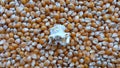 A lone popped popcorn stands out among the unpopped corn Royalty Free Stock Photo