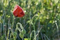 Lone poppy