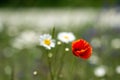 A lone poppy on a white daisy meadow