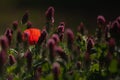 Lone poppy in a clover field in backlight Royalty Free Stock Photo