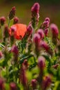 Lone poppy in a clover field Royalty Free Stock Photo