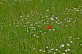 A lone poppy among the daisies