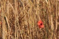 A lone Poppy in a field