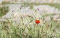 A lone poppy flower in a green meadow