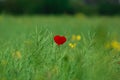 Lone poppy.