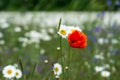 A lone poppy on a white daisy meadow