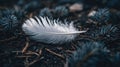 Delicate Soft Feather on Dark Earth Forest Floor with Pine Needles, Nature Macro Royalty Free Stock Photo