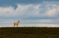 A Lone Pronghorn on the Grassland Prairie Royalty Free Stock Photo