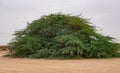 A lone Prosopis juliflora tree in middle of a Al jumayliyah desert in qatar. Selective Focus Royalty Free Stock Photo