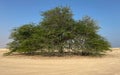 A lone Prosopis juliflora tree in middle of a Al jumayliyah desert in qatar Royalty Free Stock Photo