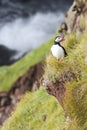 A lone puffin sits on the edge of a cliff next to the ocean