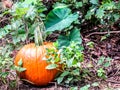 Lone Pumpkin among leaves