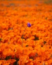 A lone purple flower amidst a garden of orange poppies swaying in the midmorning sunlight in California